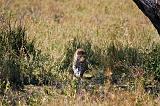 TANZANIA - Serengeti National Park - Leopardo - 01